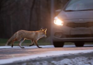 A red fox on the road in front of car